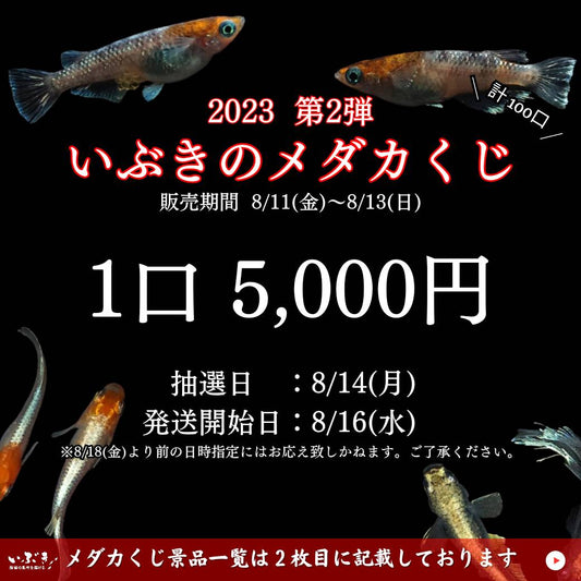 【告知】いぶきのメダカくじ 2023 第二弾