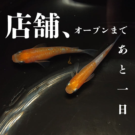 尽人力,听天命