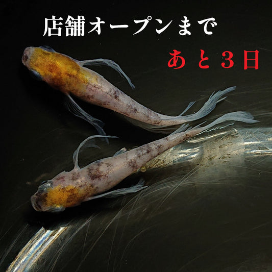 いぶき店舗オープンイベントのお知らせ