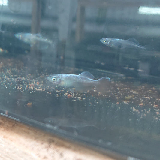 現物販売稚魚編
