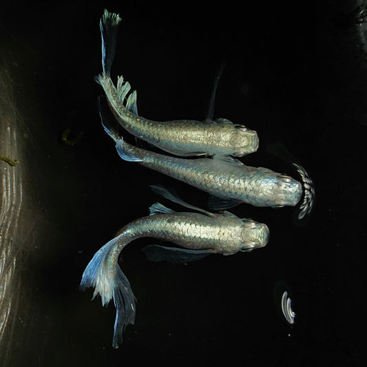 幹之リアルロングフィン稚魚・星河リアルロングフィン稚魚