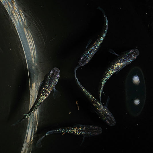 サファイア成魚現物のお知らせ