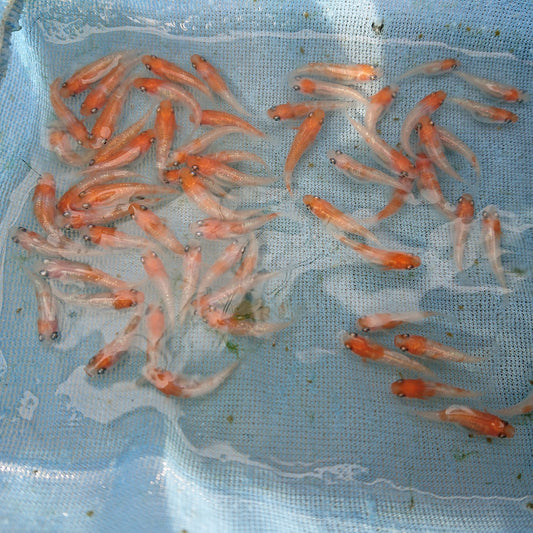紅白ラメ新仔