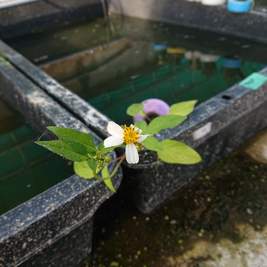 この日見た花の名前を僕達は・・・