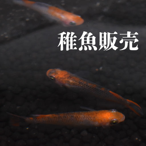 メダカ 稚魚販売