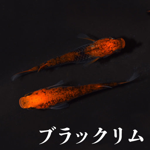 ブラックリム系統のメダカ