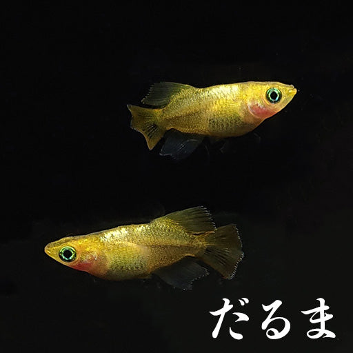 だるま系統のメダカ