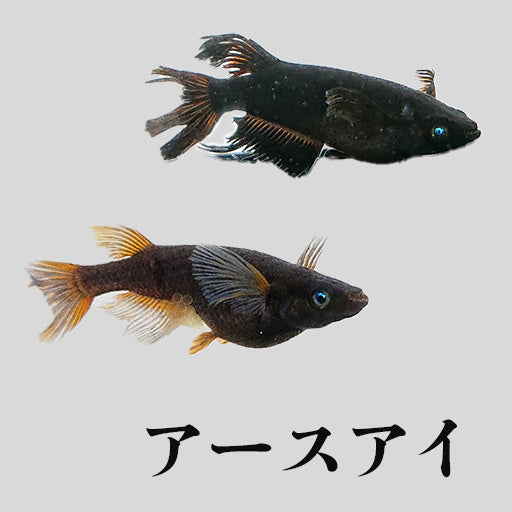 アースアイ系統のメダカ