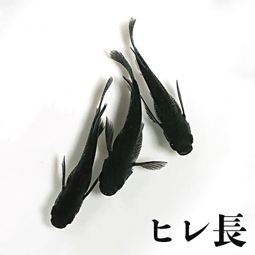 ヒレ長系統のメダカ