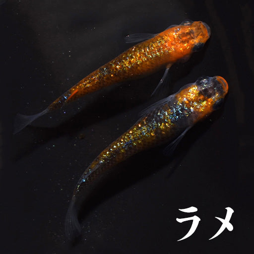 ラメ系統のメダカ