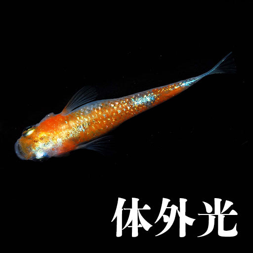 体外光系統のメダカ