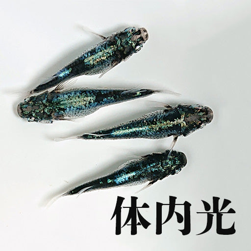体内光系統のメダカ
