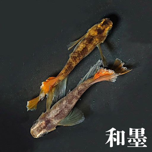 和墨系統のメダカ