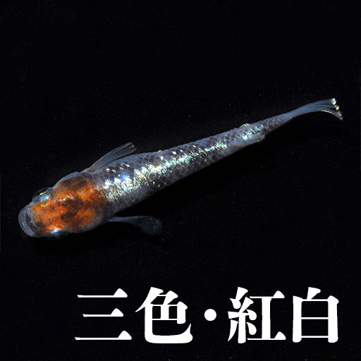 三色・紅白系統のメダカ