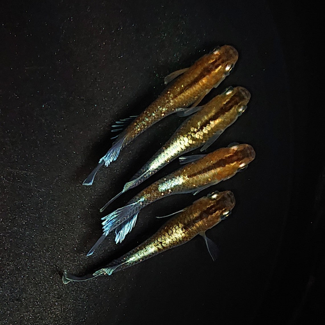 レッドクリフダークタイプ稚魚 5匹 1780