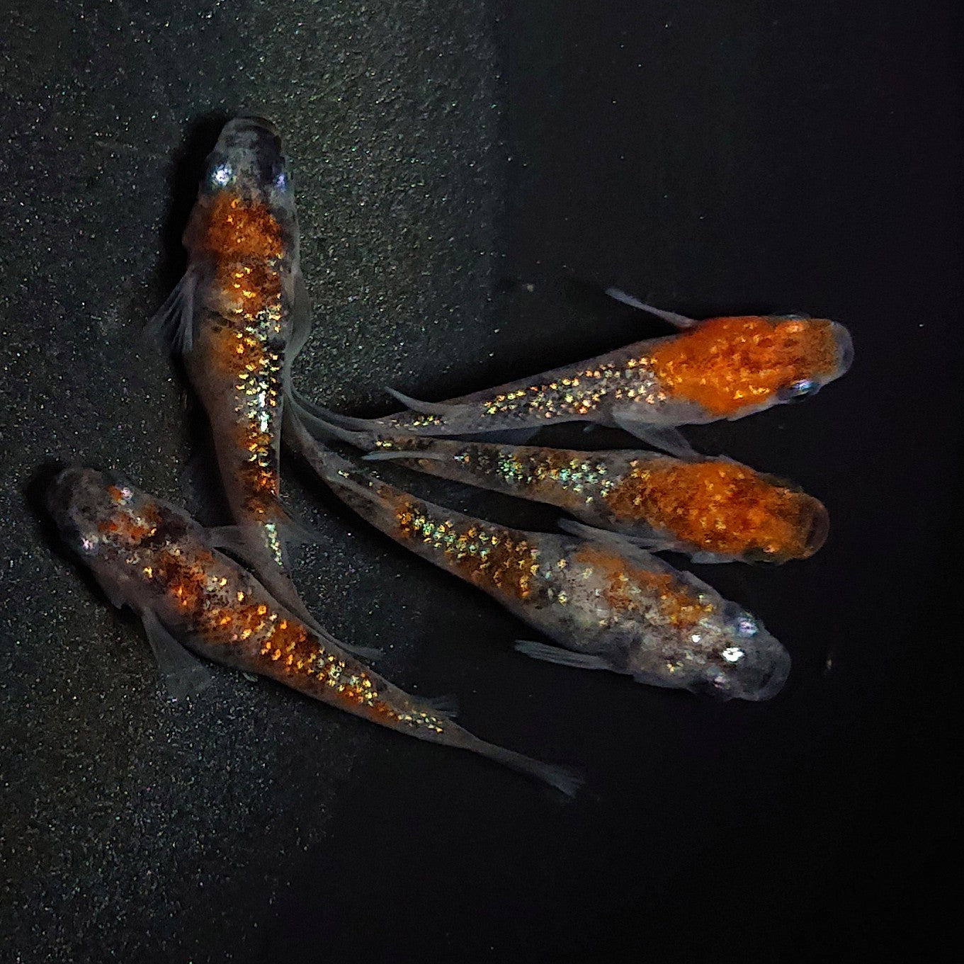 【現物】【上物】三色ラメ 5匹 オス2メス3 1748
