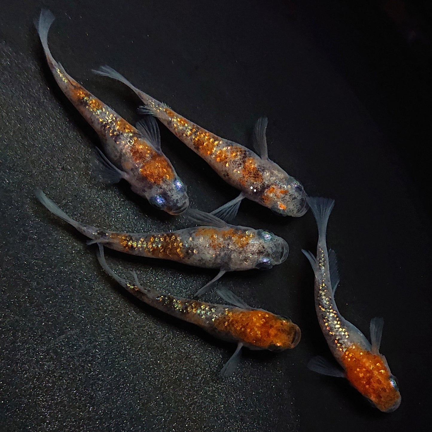 【現物】【上物】三色ラメ 5匹 オス2メス3 1748
