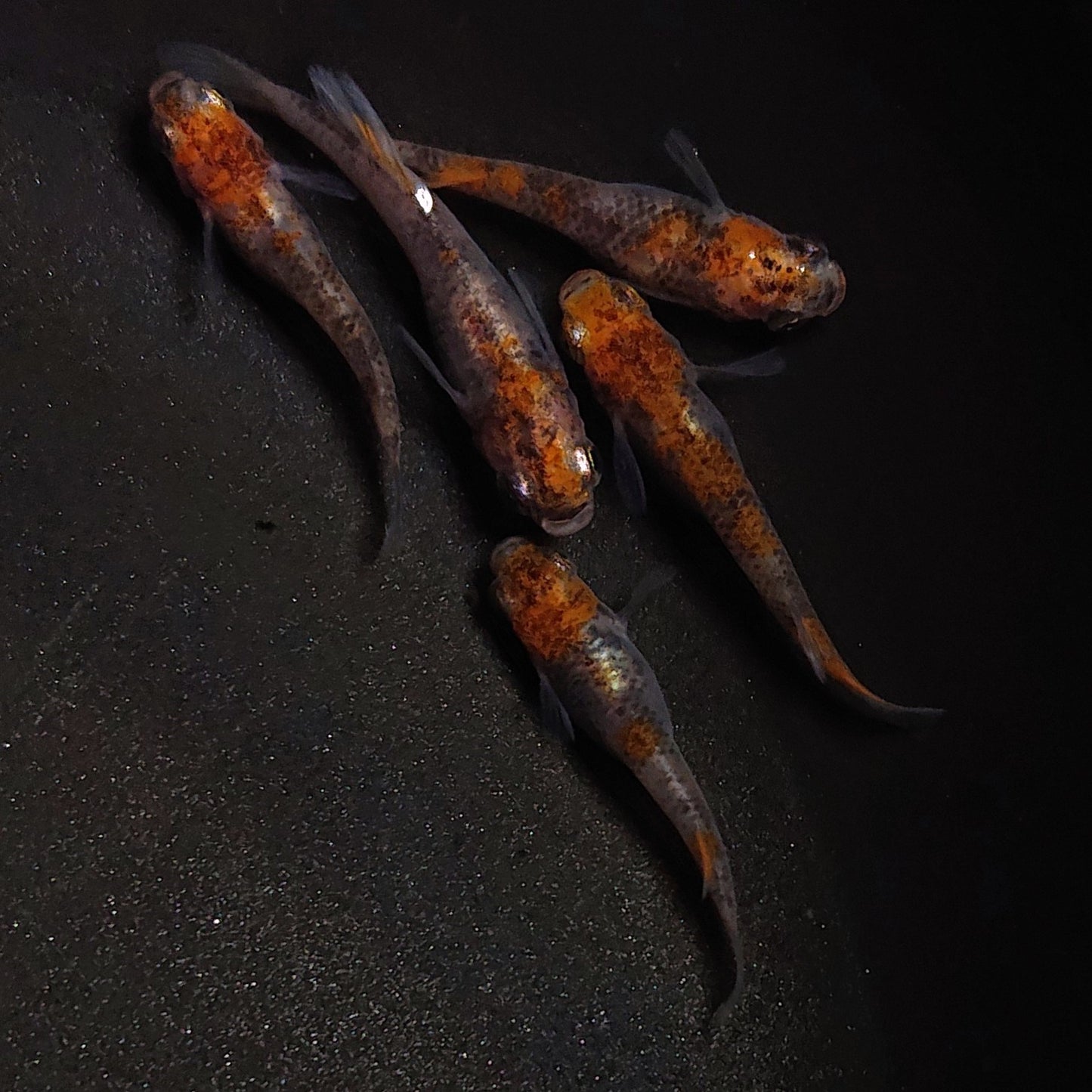 【現物】【NEW】【上物】透明鱗三色(無銘) 5匹 オス2メス3 ヒカリ体型オス1 1749