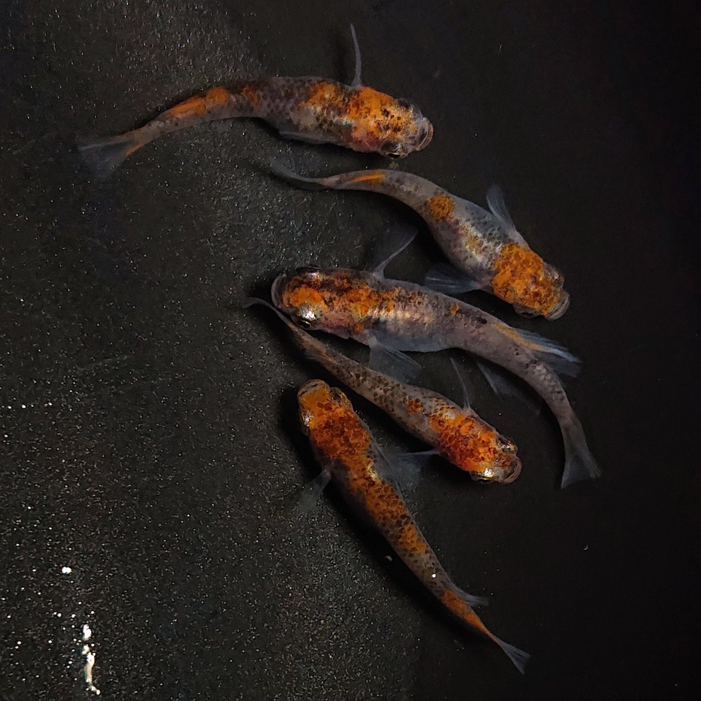 【現物】【NEW】【上物】透明鱗三色(無銘) 5匹 オス2メス3 ヒカリ体型オス1 1749