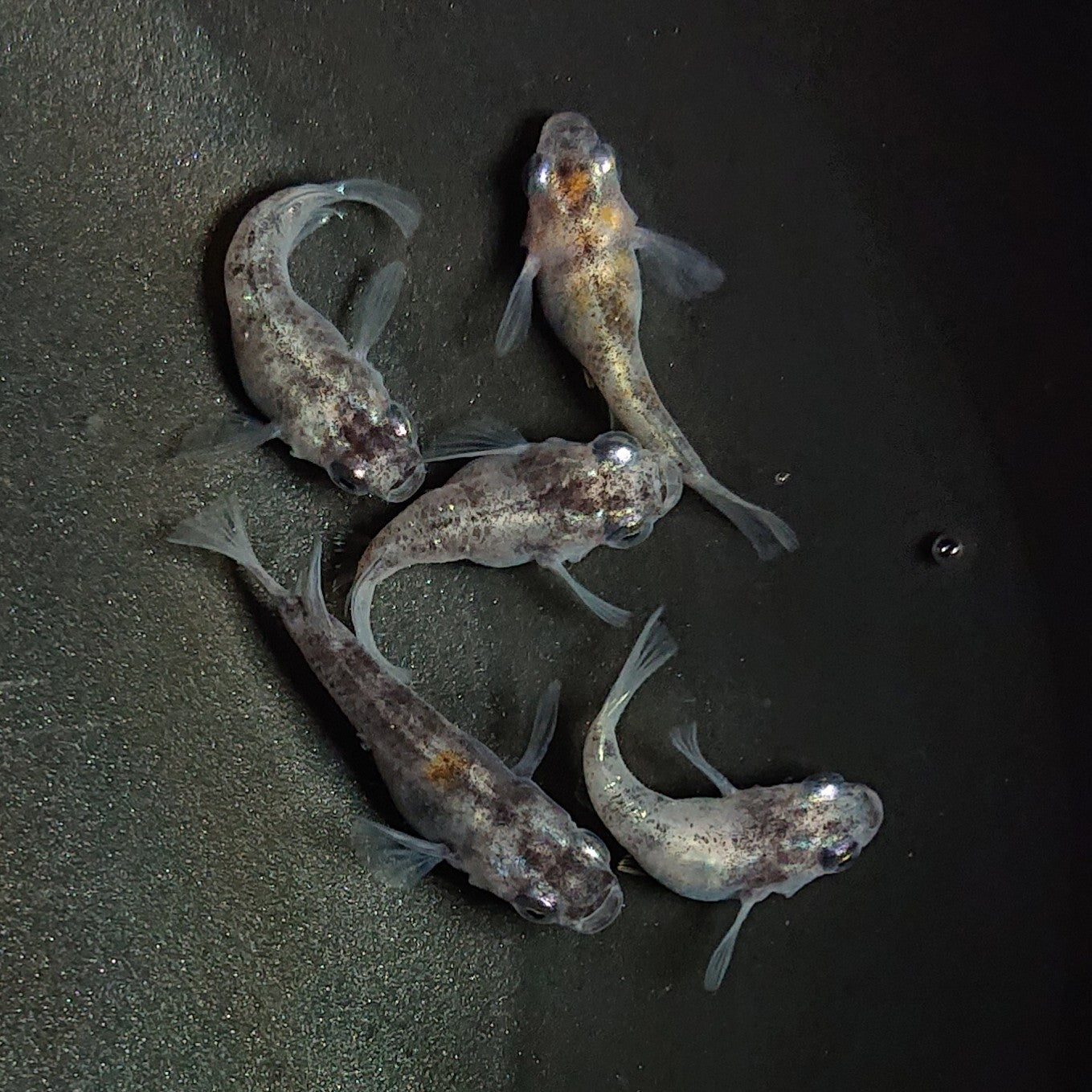 【現物】【上物】白黒だるま 5匹 オス3メス2 1750