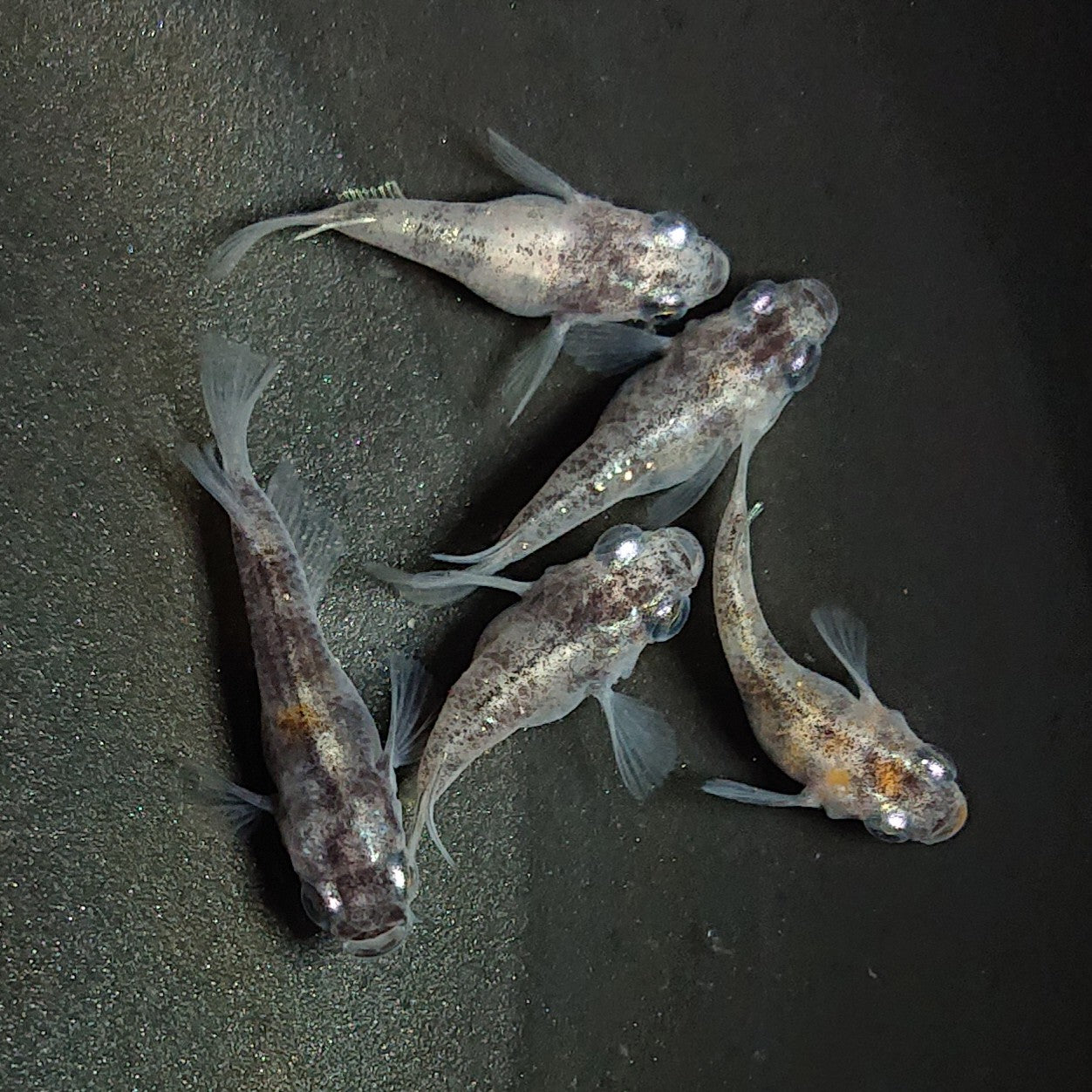 【現物】【上物】白黒だるま 5匹 オス3メス2 1750