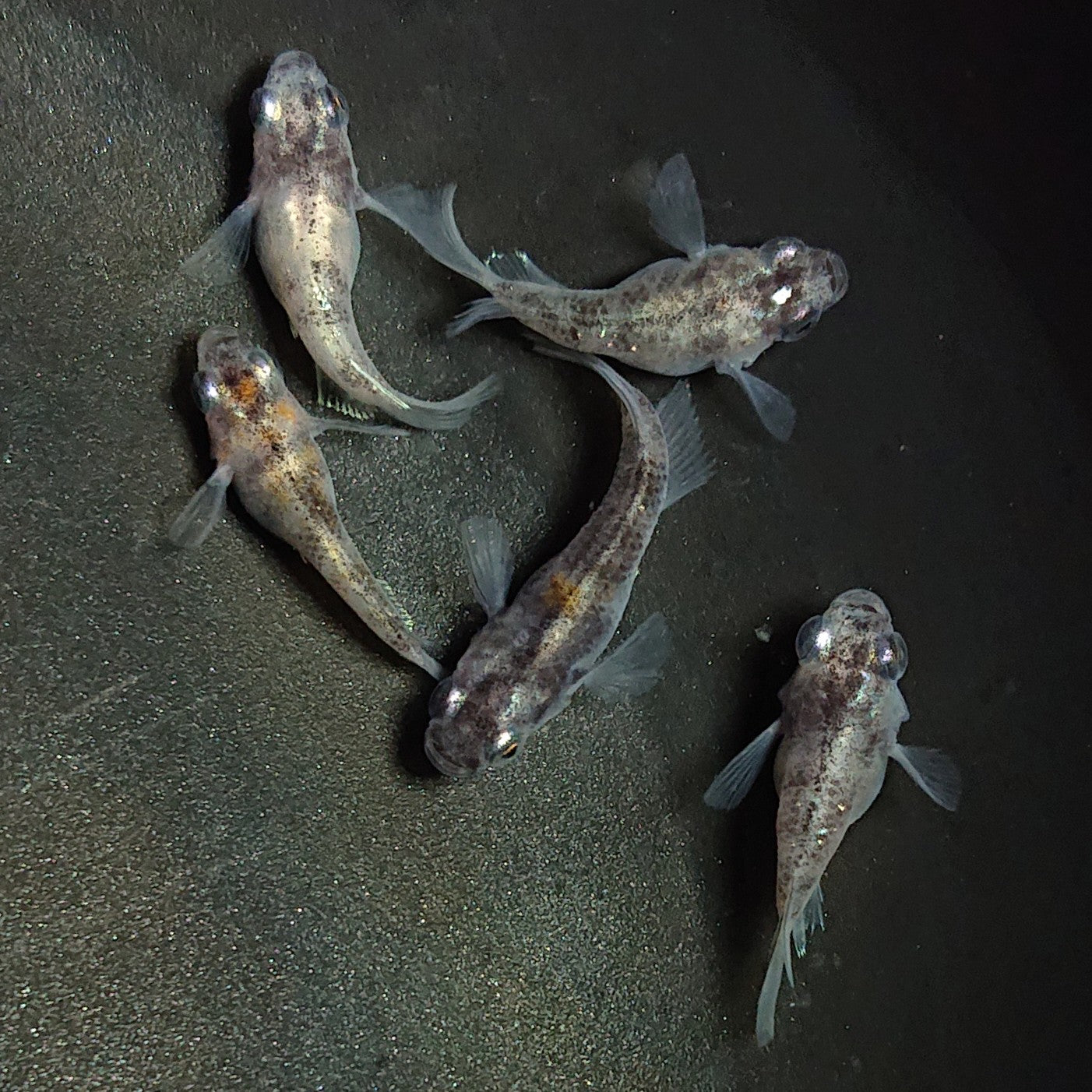 【現物】【上物】白黒だるま 5匹 オス3メス2 1750