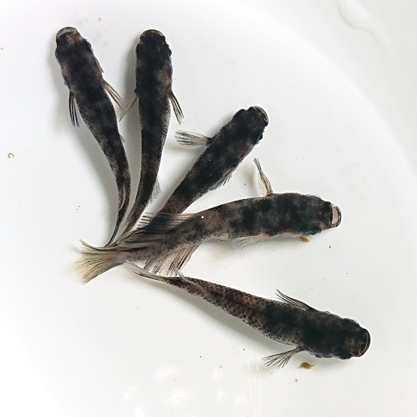 【現物】【親グレード】和墨 5匹 オス3メス2 ヒカリ体型オス1 1745