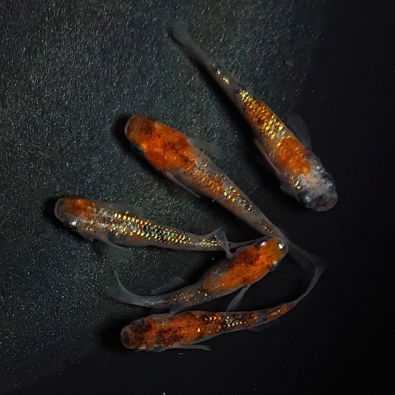【現物】【上物】三色ラメ 5匹 オス3メス2 1761