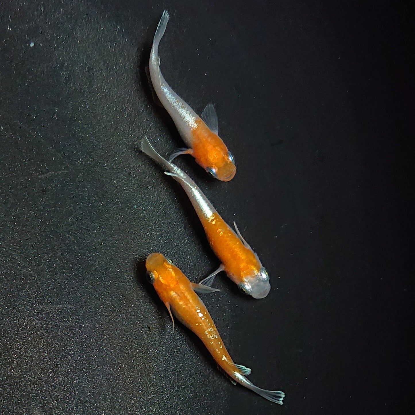 【現物】【上物】豆紅エボリューション 3匹 オス1メス2 丹頂系ペア+メス1匹 1773