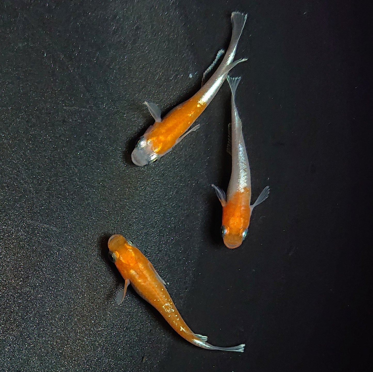 【現物】【上物】豆紅エボリューション 3匹 オス1メス2 丹頂系ペア+メス1匹 1773
