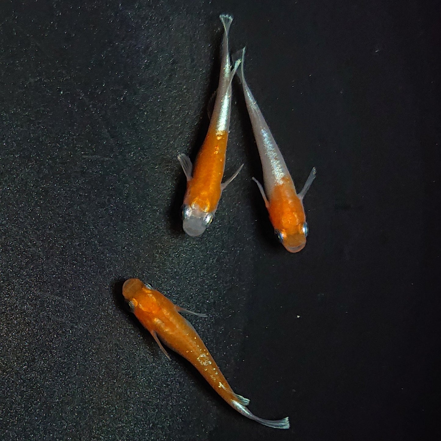 【現物】【上物】豆紅エボリューション 3匹 オス1メス2 丹頂系ペア+メス1匹 1773