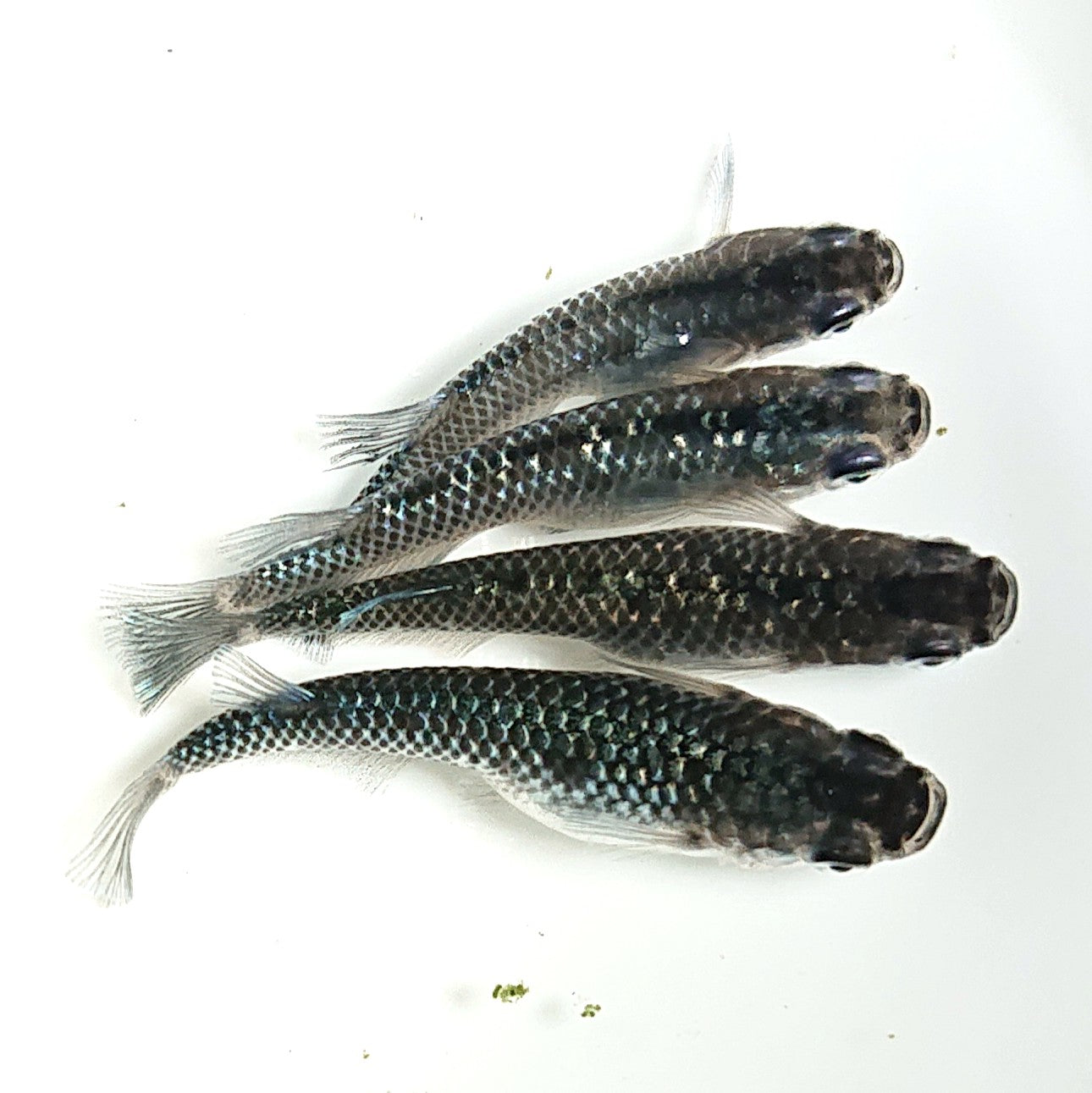 【現物】【NEW】【限定】ブラックダイヤ上見強ラメ×オーロラ黒幹之キッシングワイドフィン F3 (キッシング遺伝子有) 2ペア 1782