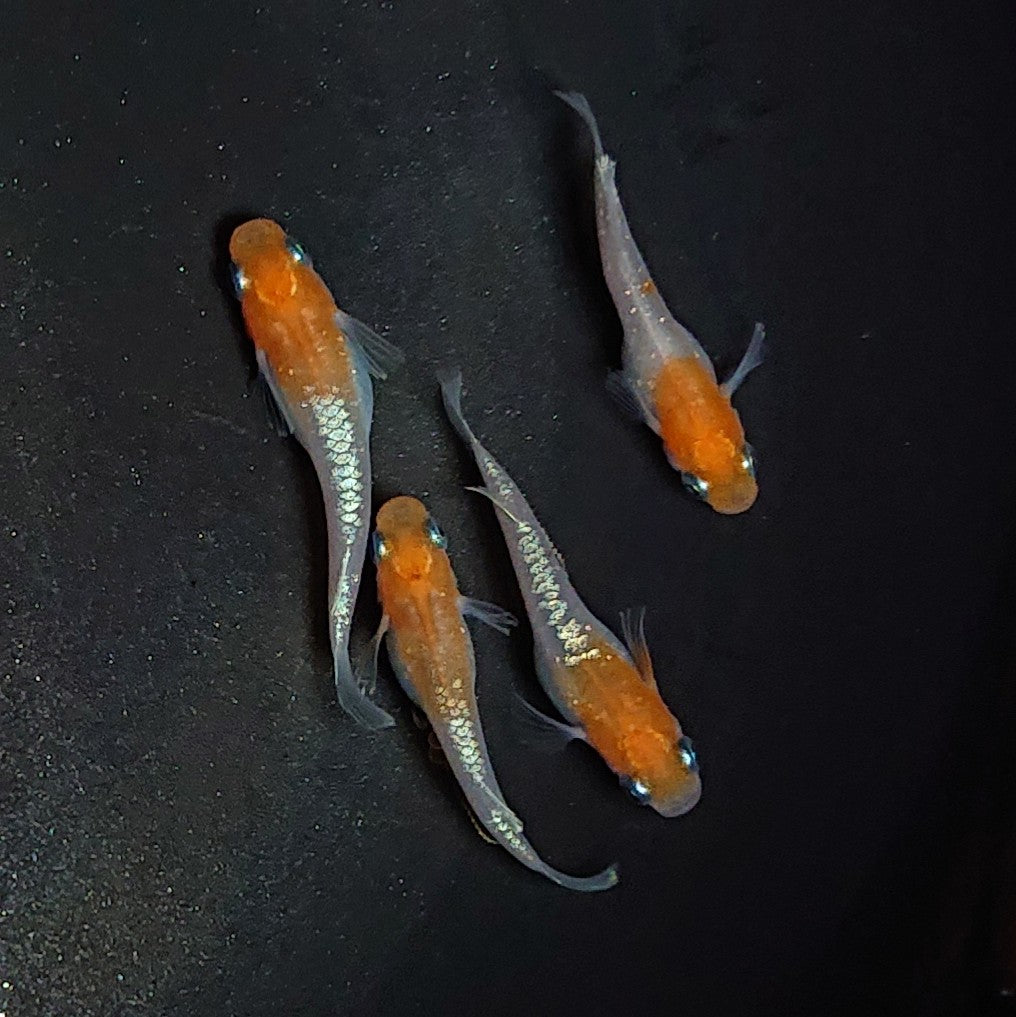 【現物】【上物】アマテラス 4匹 オス1メス3 1793