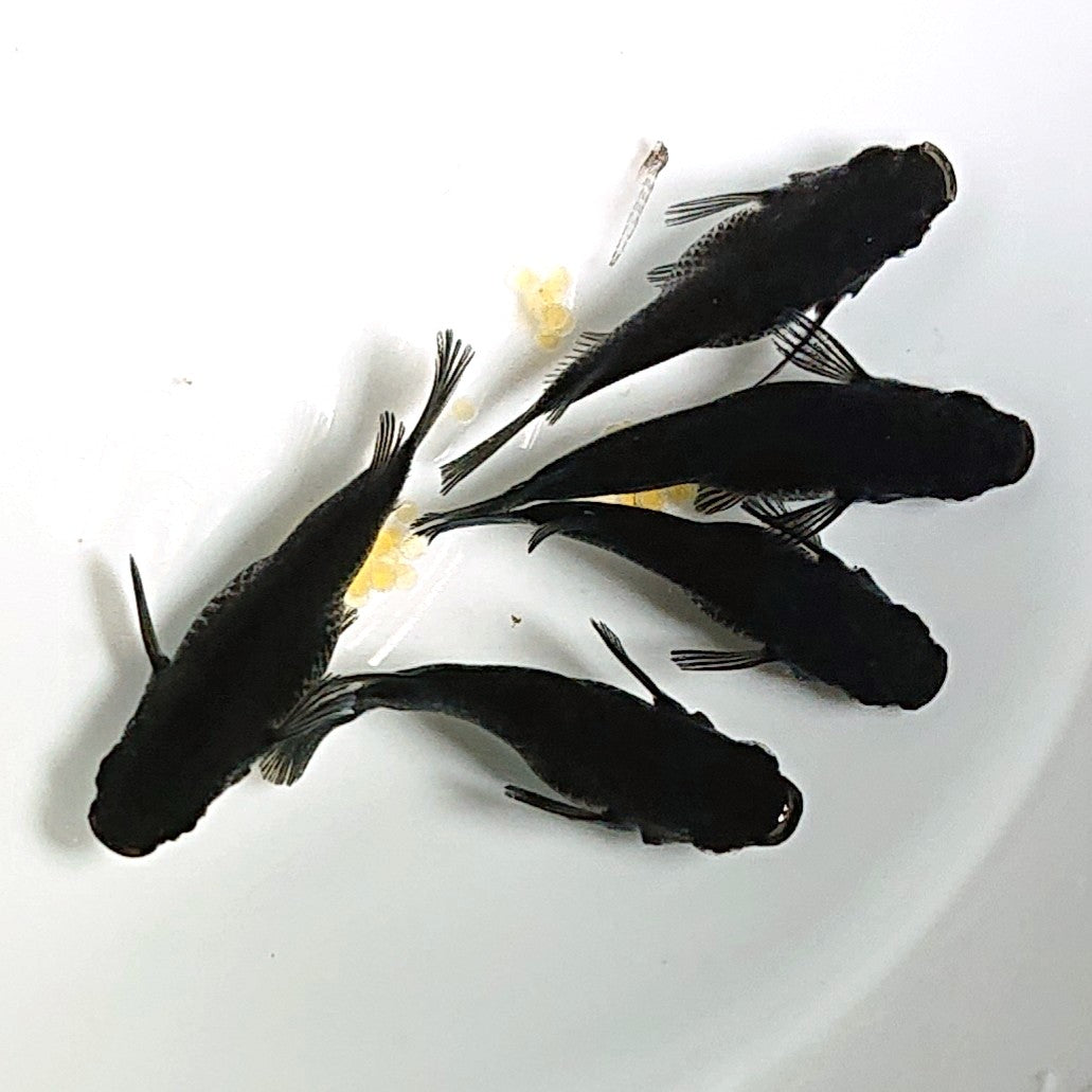 【現物】【上物】オロチだるま 5匹 オス1メス4 1797