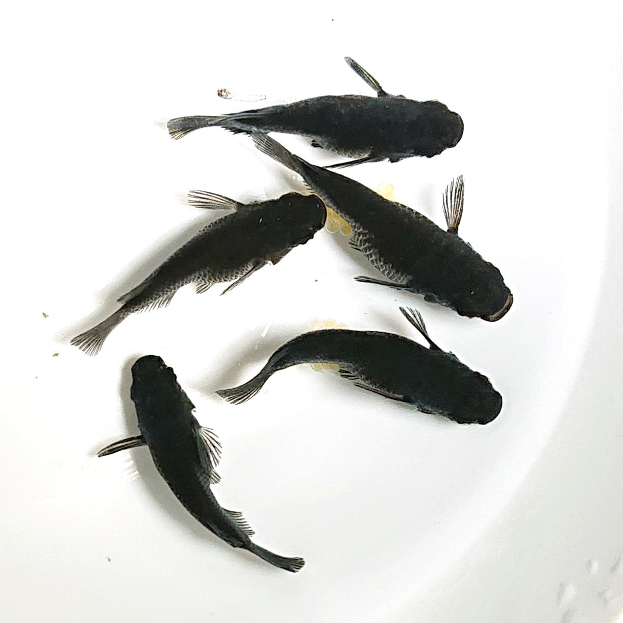 【現物】【上物】オロチだるま 5匹 オス1メス4 1797