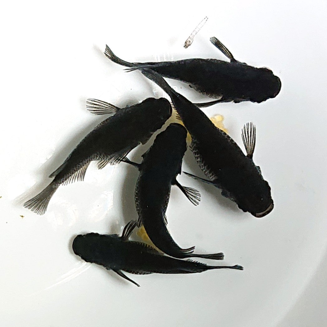【現物】【上物】オロチだるま 5匹 オス1メス4 1797