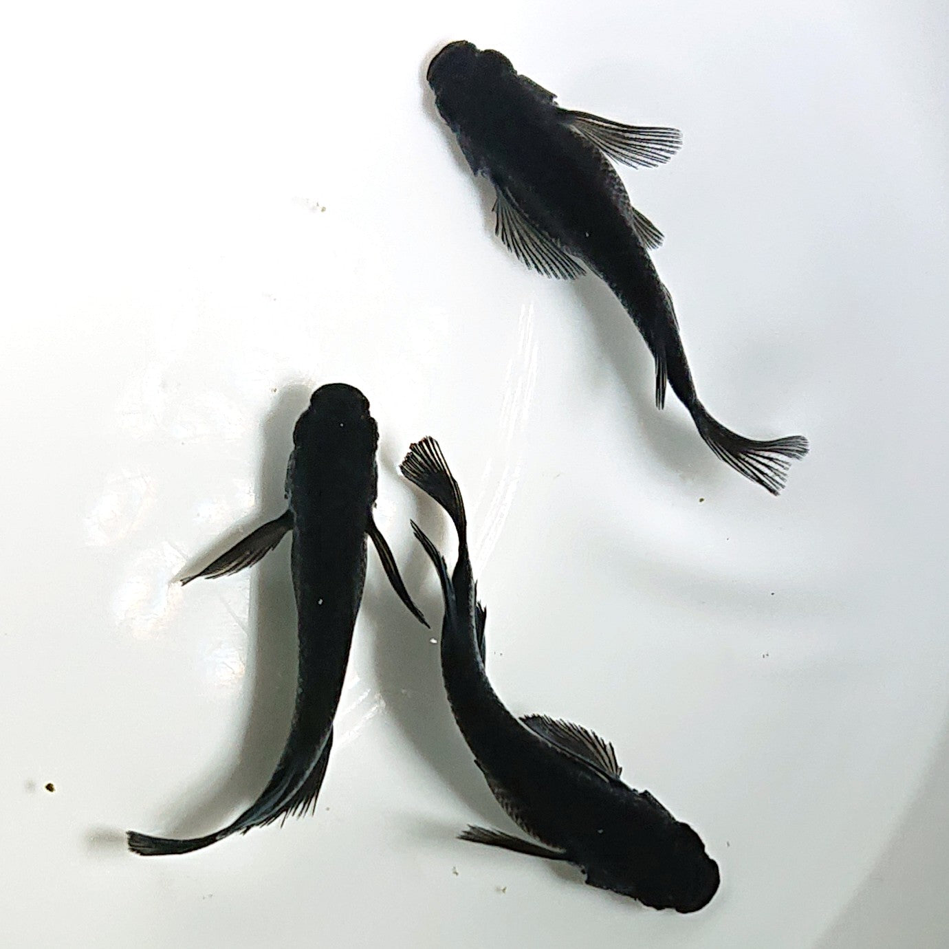 【現物】【上物】オロチリアルロングフィン 漆黒個体 3匹 オス2メス1 1807