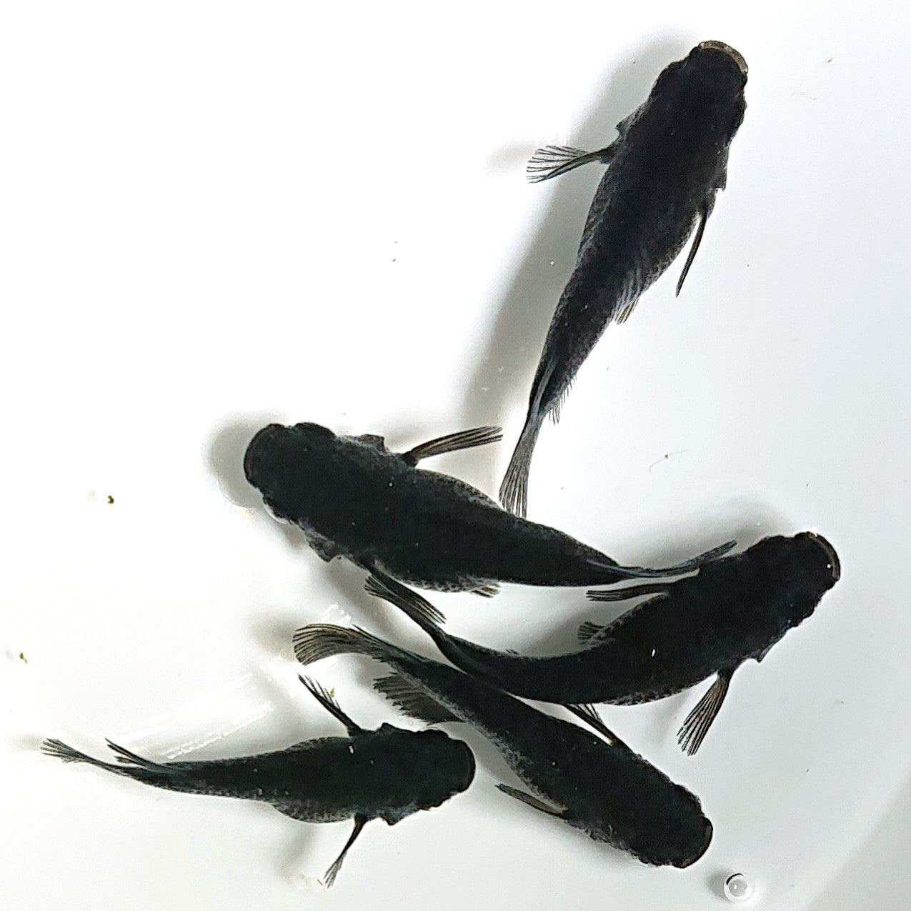 【現物】【上物】オロチだるま 5匹 オス2メス3 1809