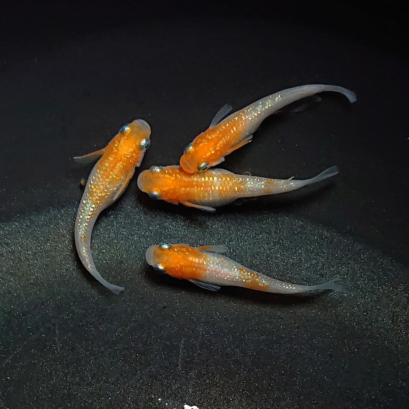 【現物】【上物】紅白ラメ 4匹 オス1メス3 1815