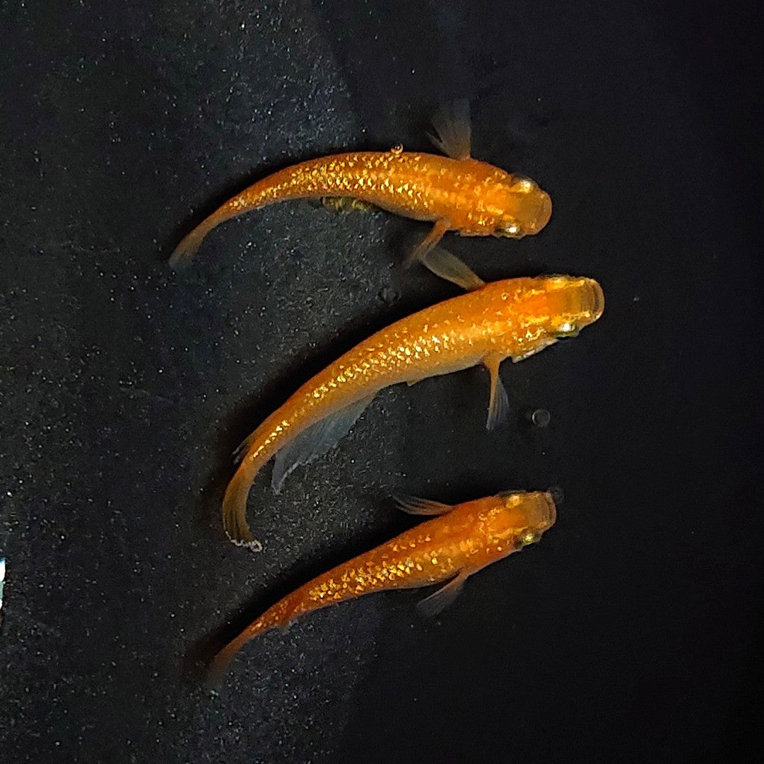 【現物】【NEW】【上物】紅華 3匹 オス1メス2 1813