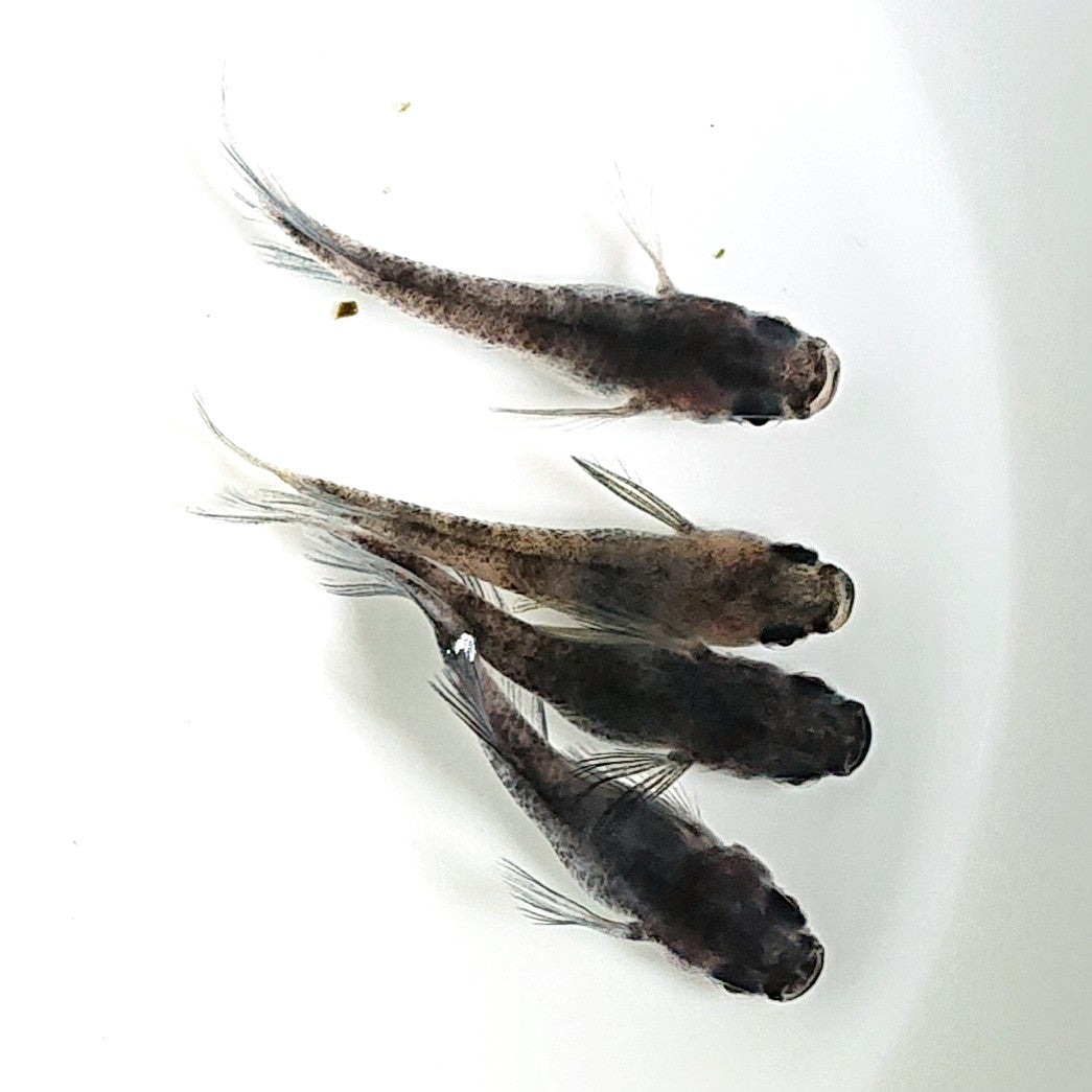 【現物】【上物】和墨リアルロングフィン 2ペア ♀1匹ヒカリ体型 1824