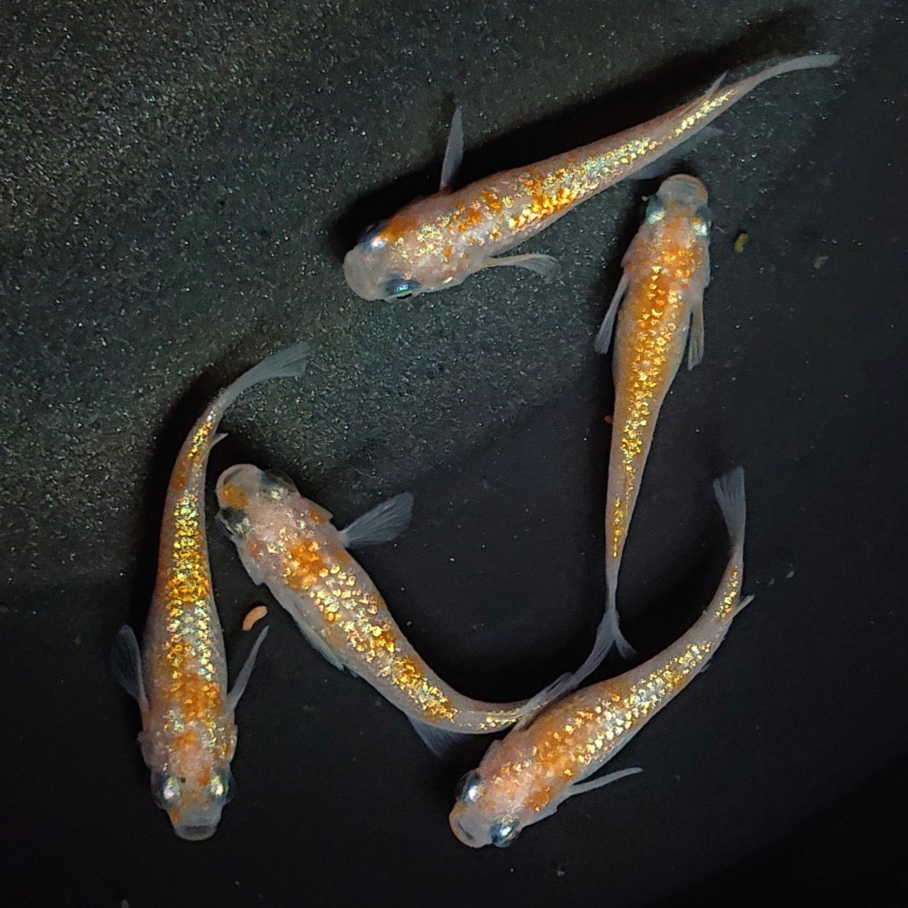 【現物】【上物】王華 5匹 オス2メス3 1835
