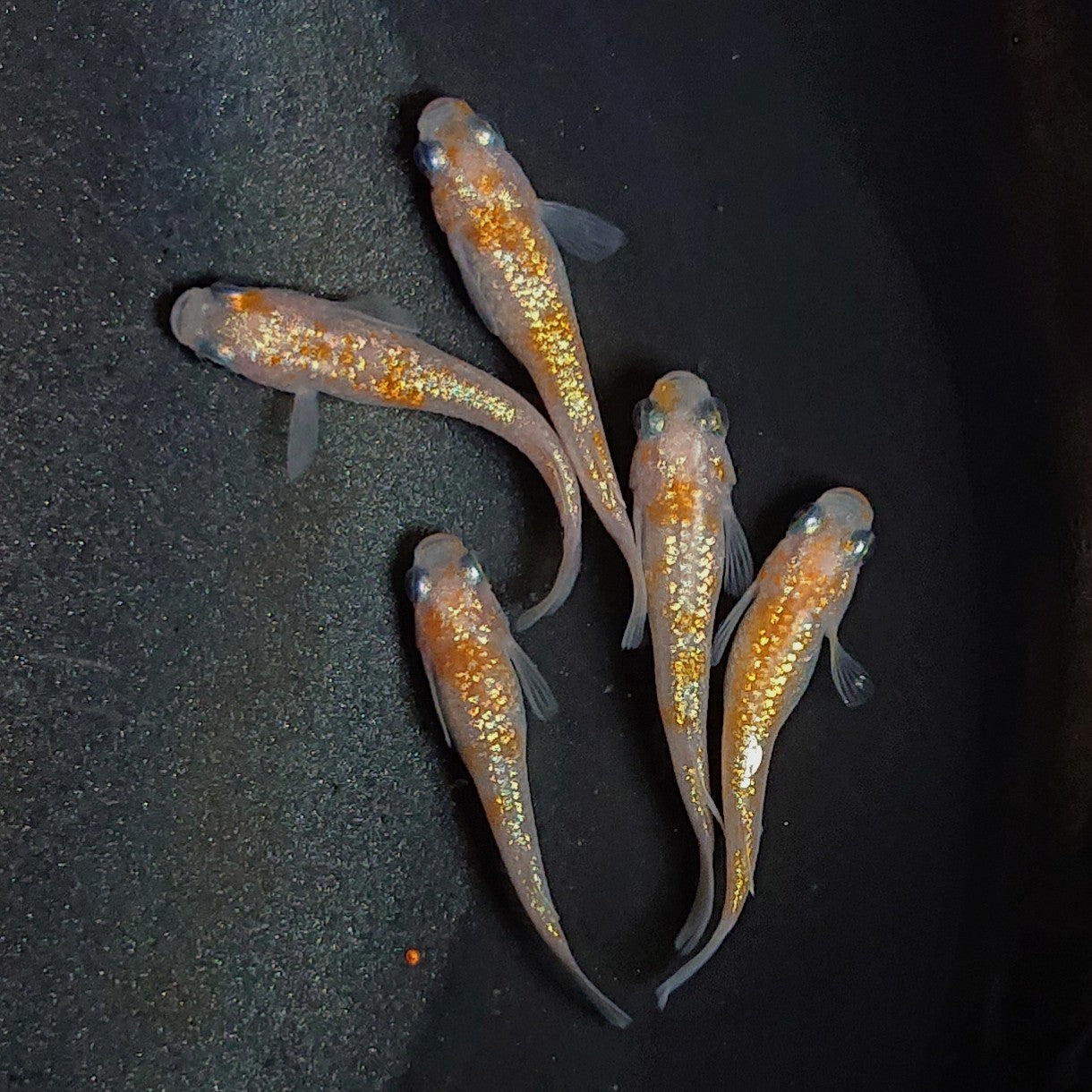 【現物】【上物】王華 5匹 オス2メス3 1835