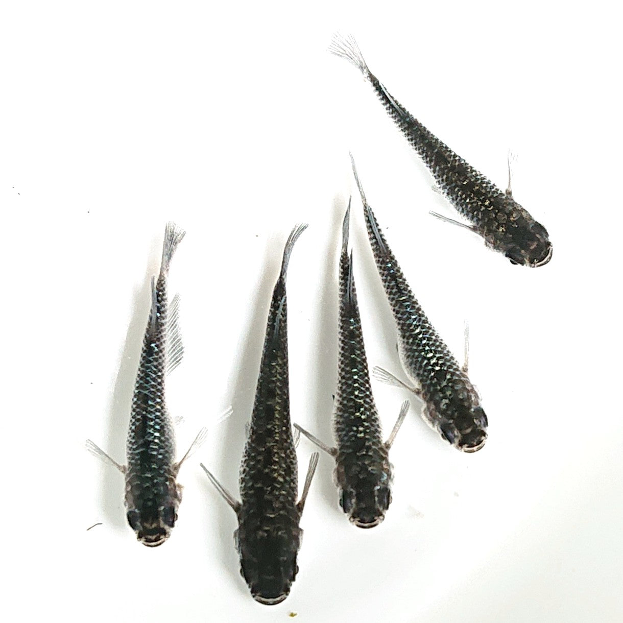 【現物】【上物】ブラックダイヤ上見強ラメ 5匹 オス3メス2 天真様純血統F5 フレーミングラメ&青ラメ個体 1831