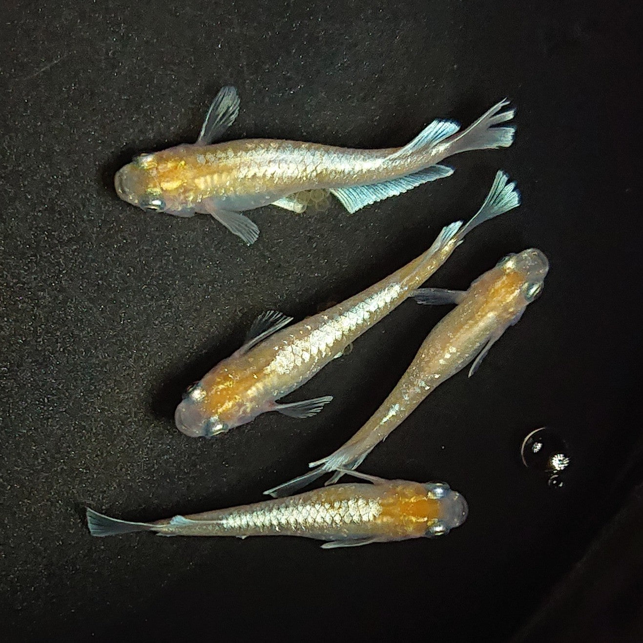 【現物】【NEW】【上物】デーンモルフォキッシング イエローtype 4匹 オス1メス3 1838