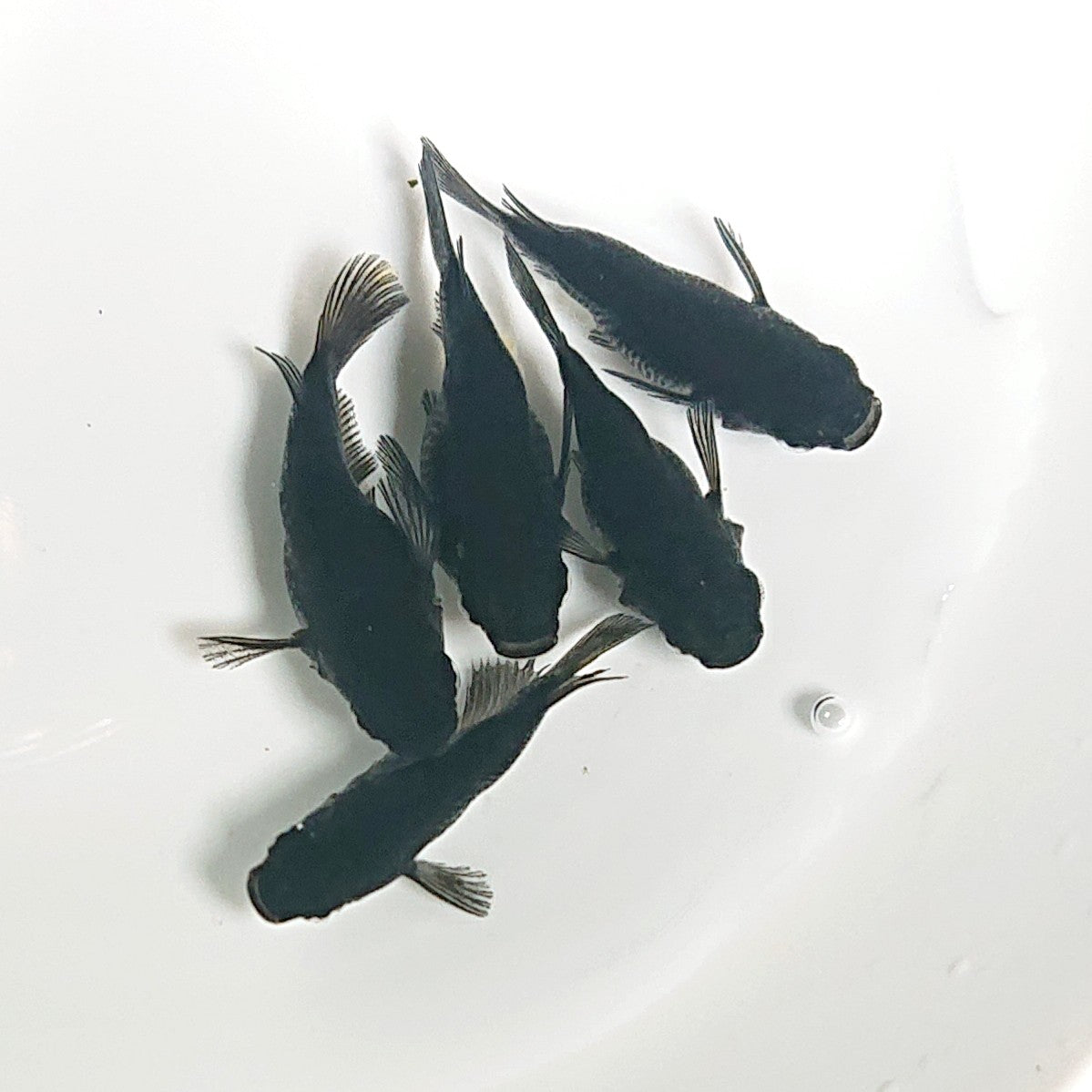 【現物】【上物】オロチ本だるま 5匹 オス1メス4 抱卵個体 1841