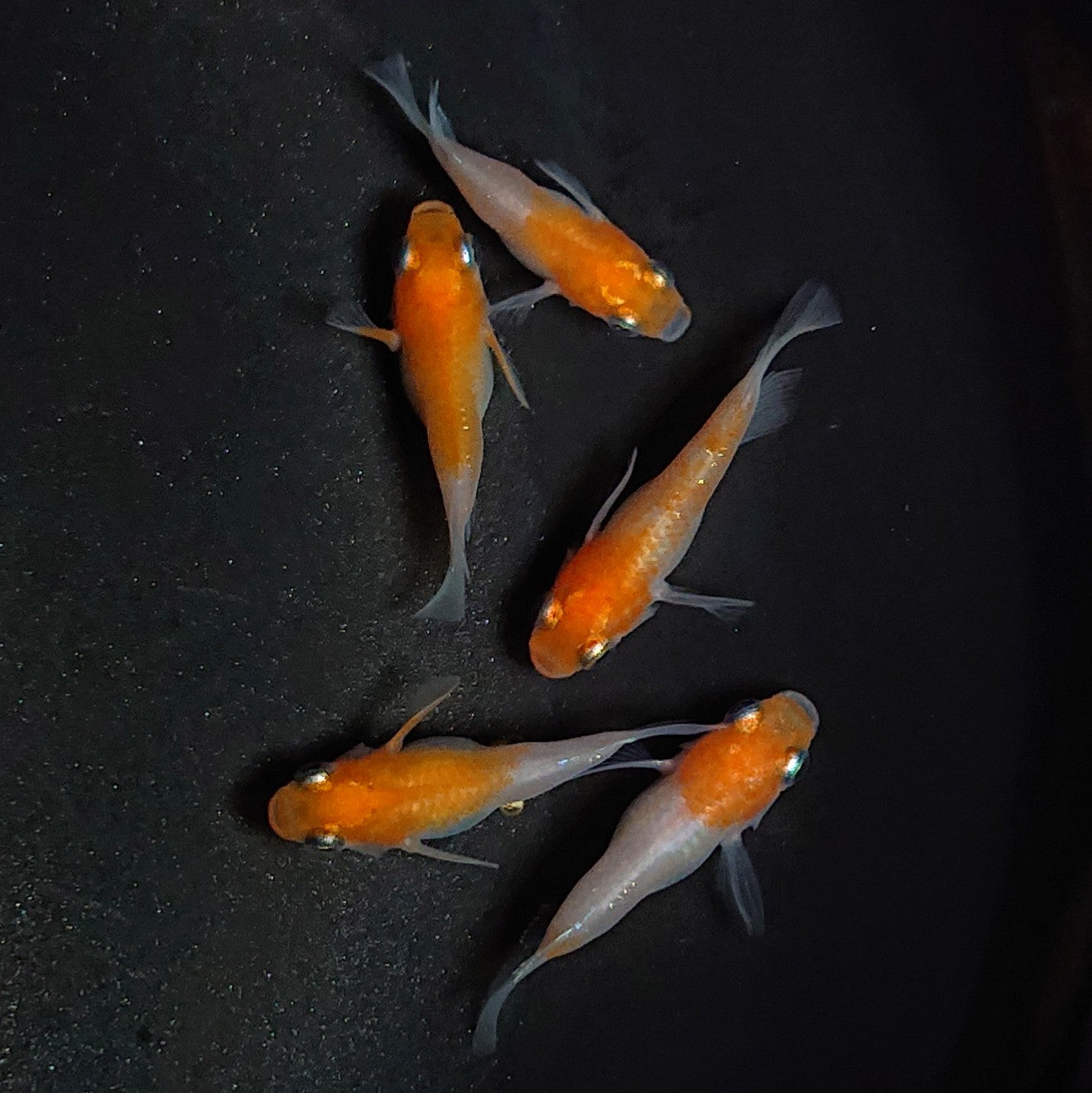 【現物】【親グレード】紅白本だるま 5匹 オス3メス2 抱卵個体 1853