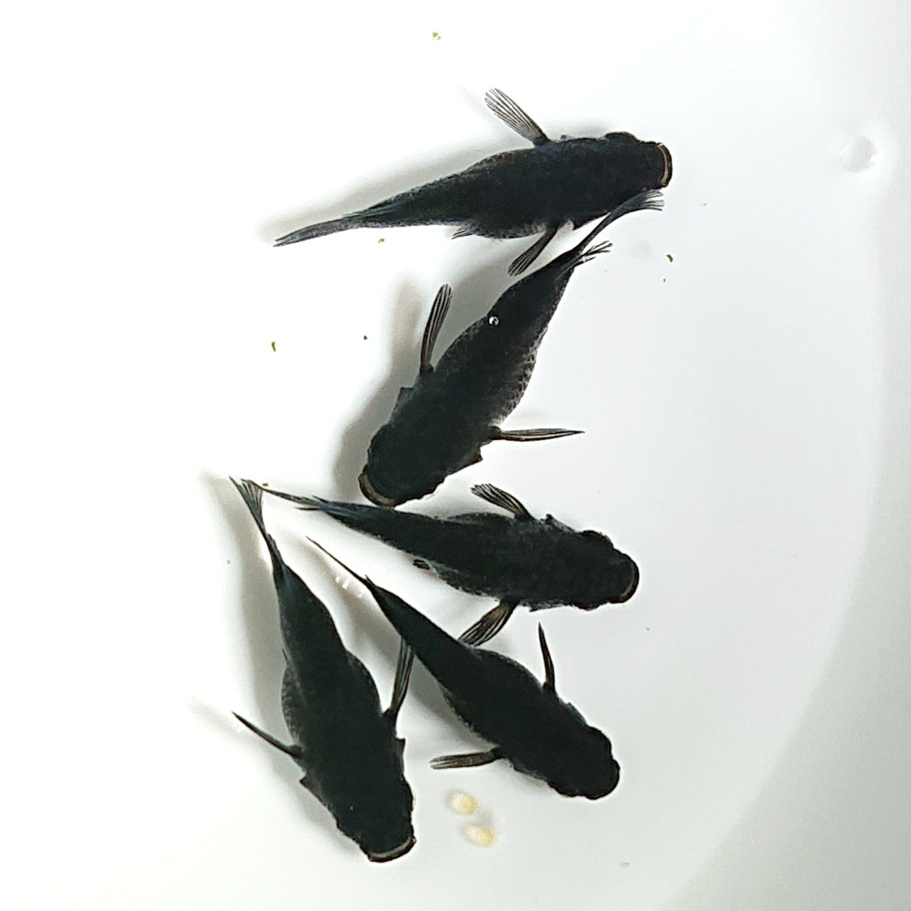 【現物】【上物】オロチ本だるま 5匹 オス1メス4 抱卵個体 1852