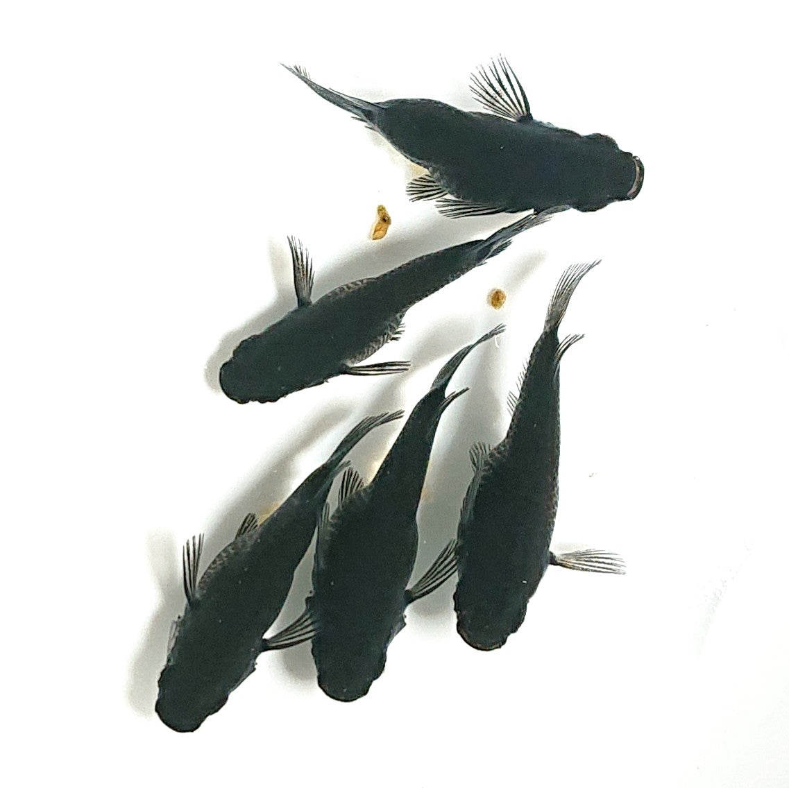 【現物】【上物】オロチだるま 5匹 オス1メス4 1859