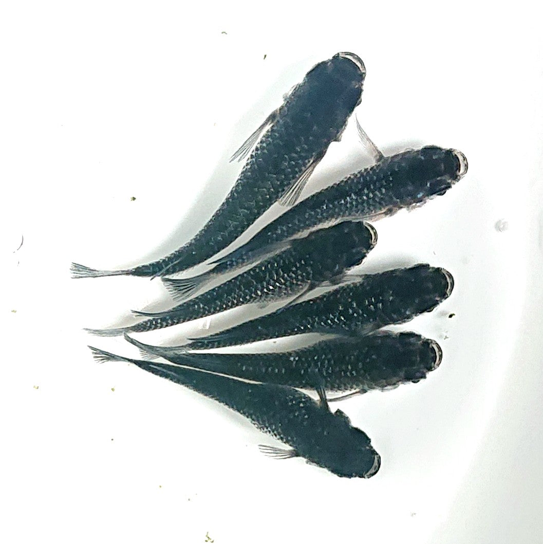 【現物】【上物】ブラックダイヤ上見強ラメ 6匹 オス4メス2 天真様純血統F5 1857